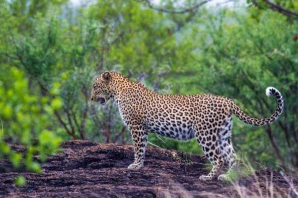 Yala National Park